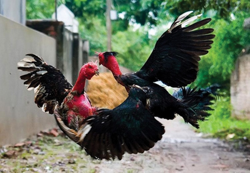 Các dòng gà chọi Mỹ được nuôi phổ biến nhất tại thị trường Việt Nam