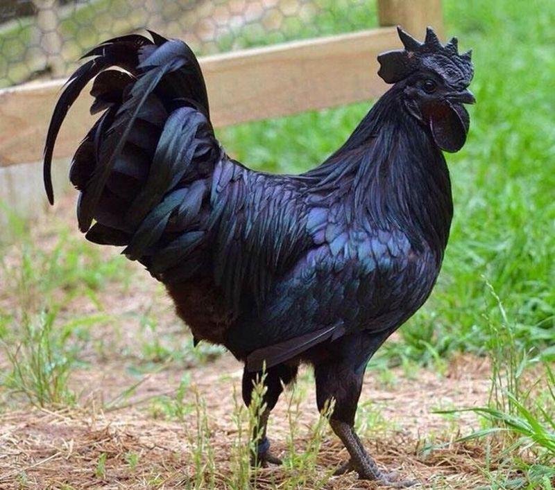 Giống gà Mặt quỷ hiện có nguồn gốc từ đảo Java ở Indonesia. 