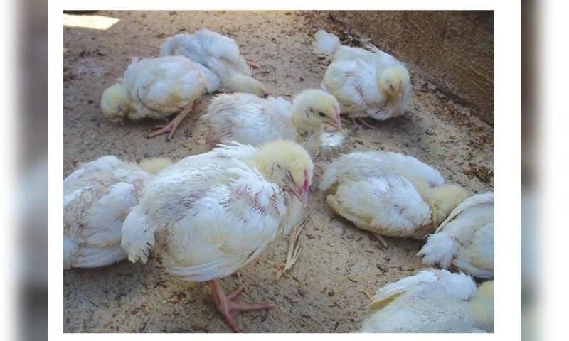Biểu hiện của gà khi bị bệnh gumboro