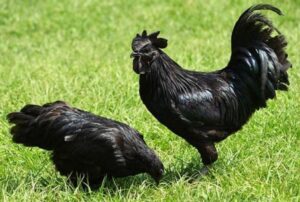 Trứng của giống gà mặt quỷ cũng sẽ có màu đen.
